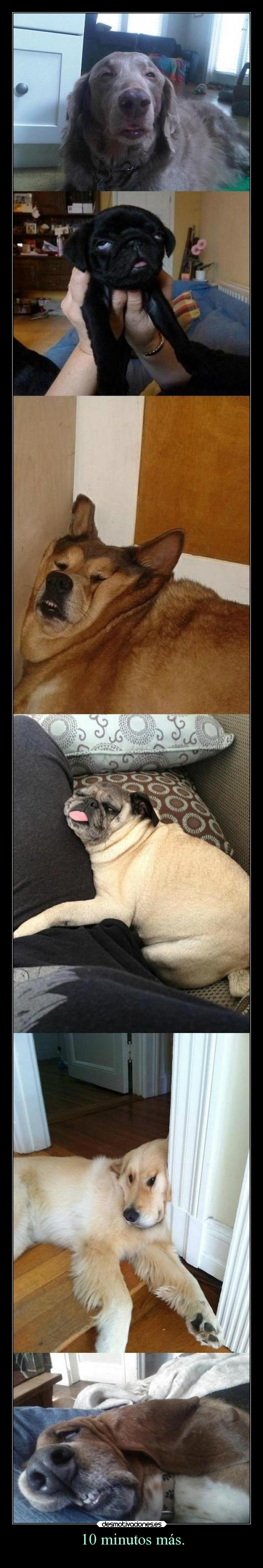 carteles dormir desmotivaciones