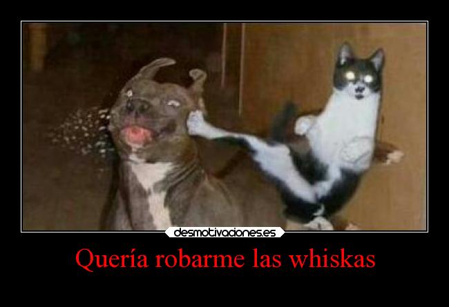 Quería robarme las whiskas -