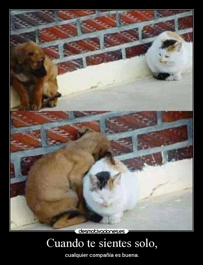 carteles gatos animales vida soledad mascotas perros encasadebollicaosj bollicaosjota wisdom ejercitodemar desmotivaciones