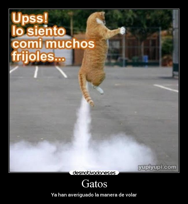 Gatos - 