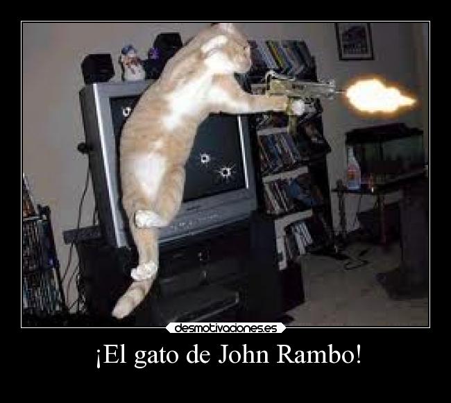 ¡El gato de John Rambo! - 