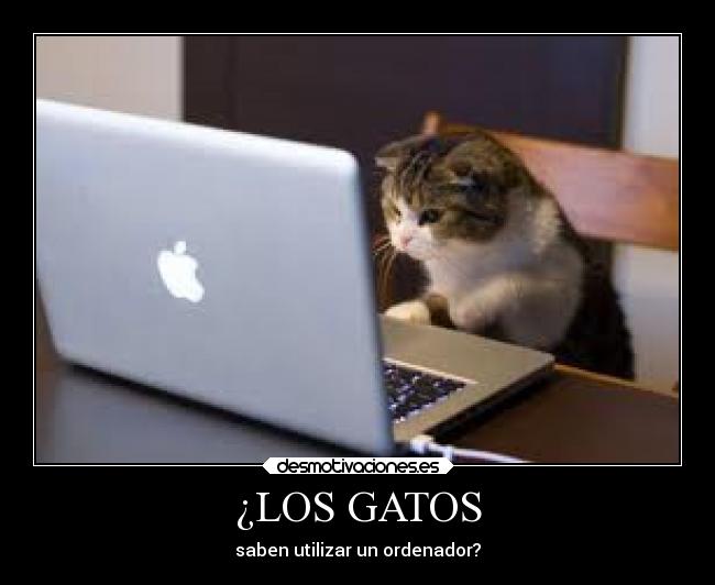 ¿LOS GATOS - saben utilizar un ordenador?