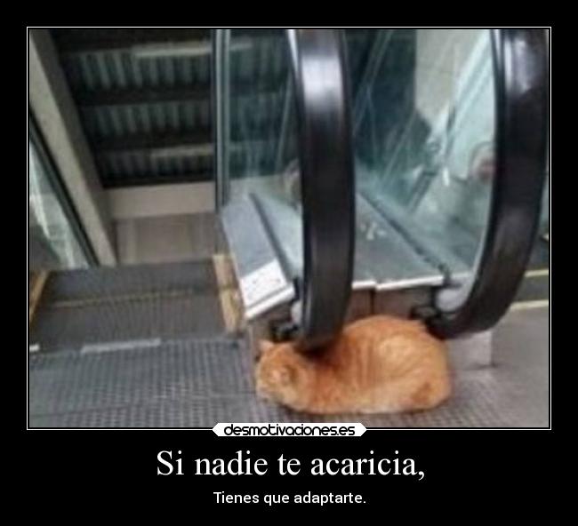 Si nadie te acaricia, -