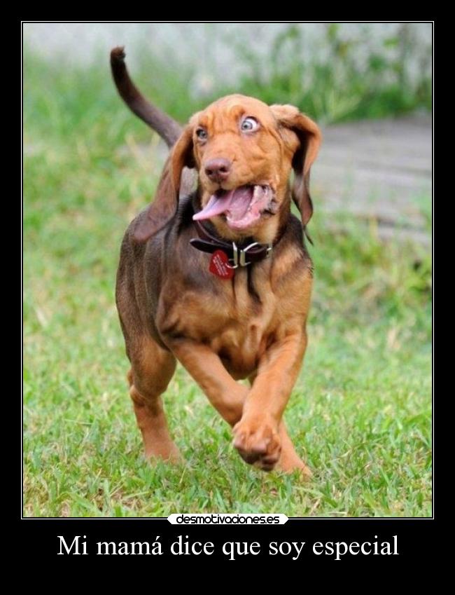 carteles gatos desmotivaciones