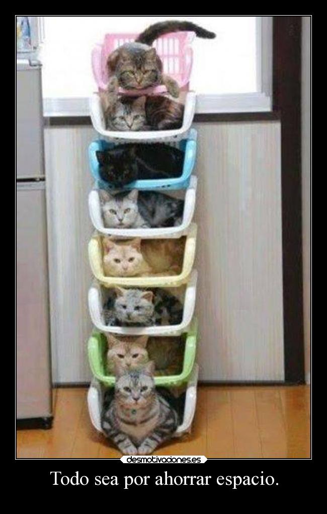 carteles gatos humor waltk desmotivaciones