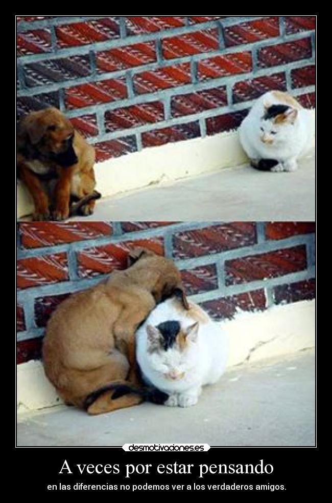 A veces por estar pensando - en las diferencias no podemos ver a los verdaderos amigos.