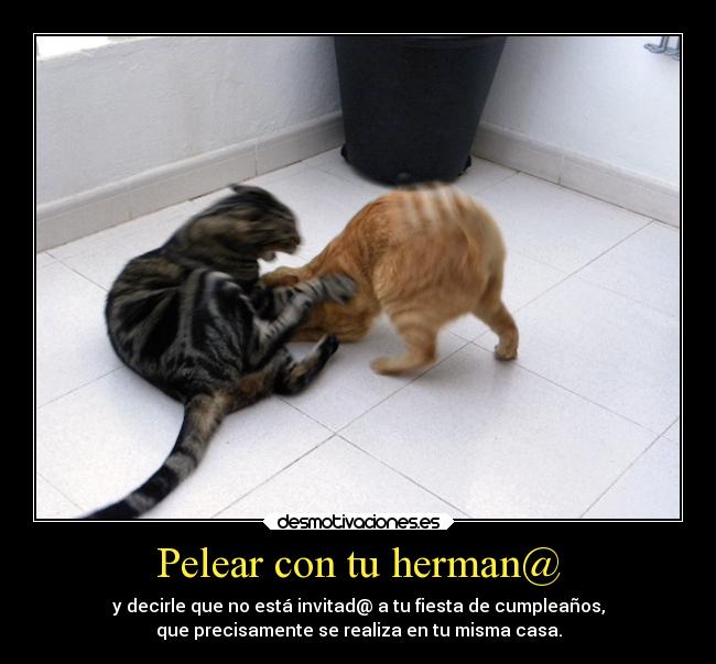 carteles gatos slipkdemon clandesplazado pelea hermanos desmotivaciones