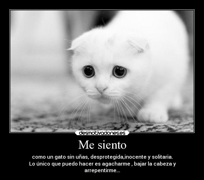 carteles gatos todo poco desmotivaciones