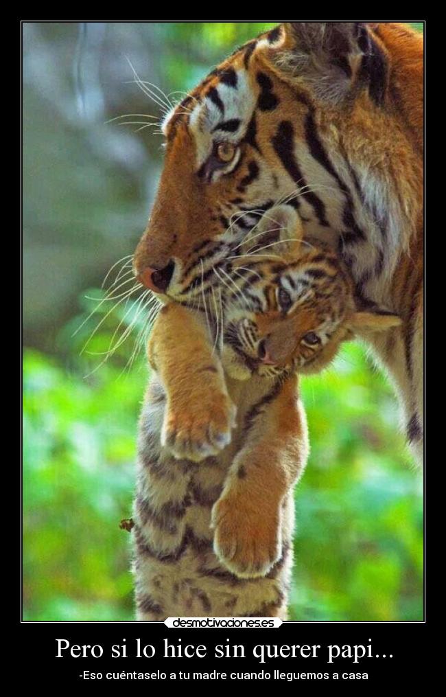 Pero si lo hice sin querer papi... - 