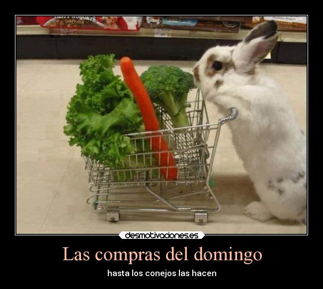 carteles humor conejos compras desmotivaciones