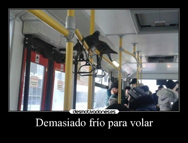 Demasiado frío para volar - 