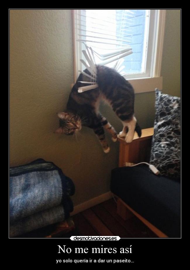 carteles humor gato pillado infraganti desmotivaciones