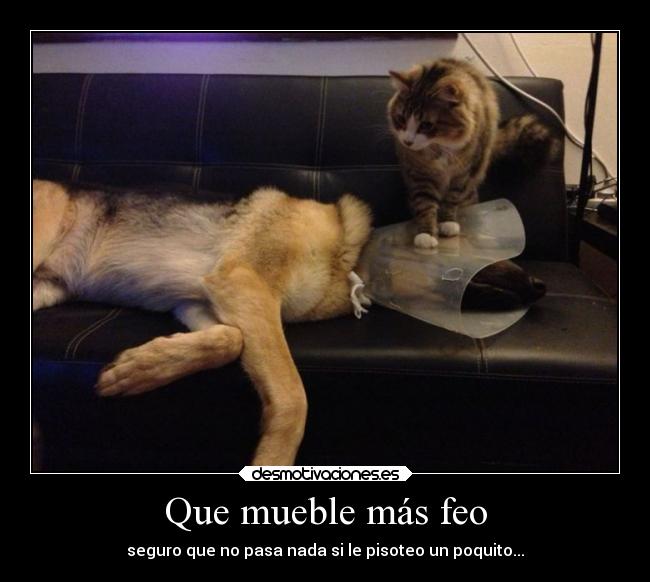 carteles humor gato pisando lampara perro desmotivaciones