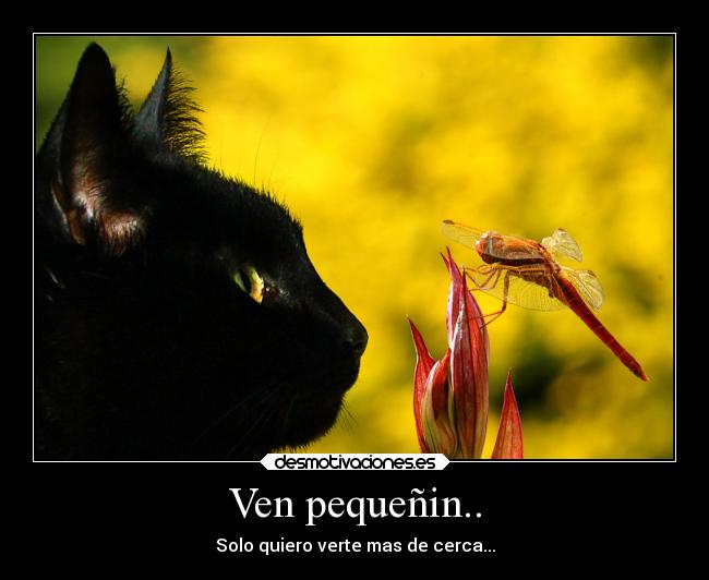 Ven pequeñin.. - Solo quiero verte mas de cerca...