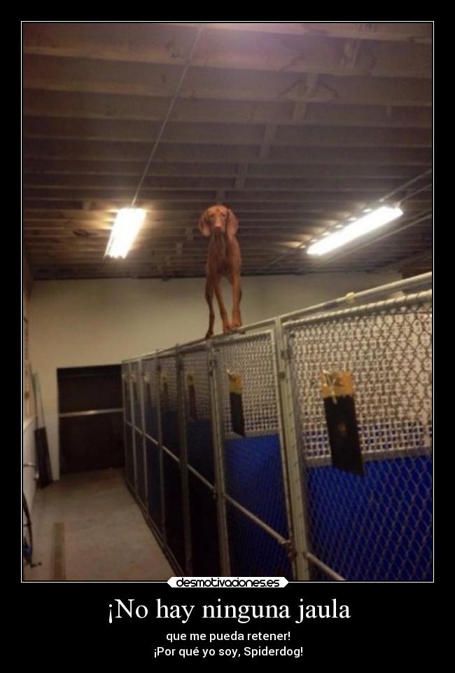 ¡No hay ninguna jaula -