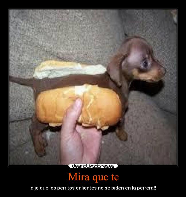 Mira que te - dije que los perritos calientes no se piden en la perrera!!