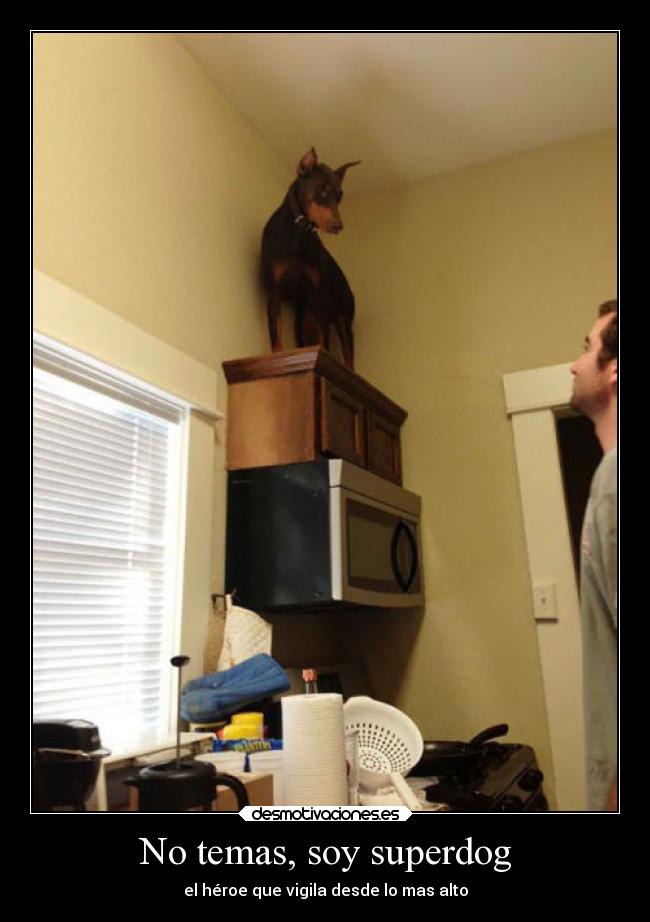 No temas, soy superdog -