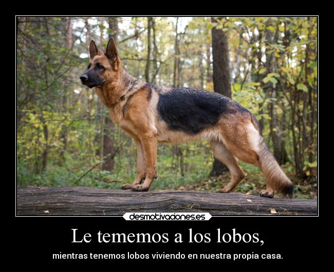 Le tememos a los lobos, -
