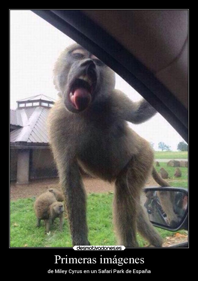 Primeras imágenes - de Miley Cyrus en un Safari Park de España