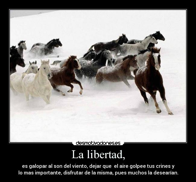 La libertad, - es galopar al son del viento, dejar que el aire golpee tus crines y
lo mas importante, disfrutar de la misma, pues muchos la desearían.