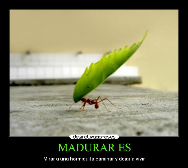 MADURAR ES - Mirar a una hormiguita caminar y dejarla vivir