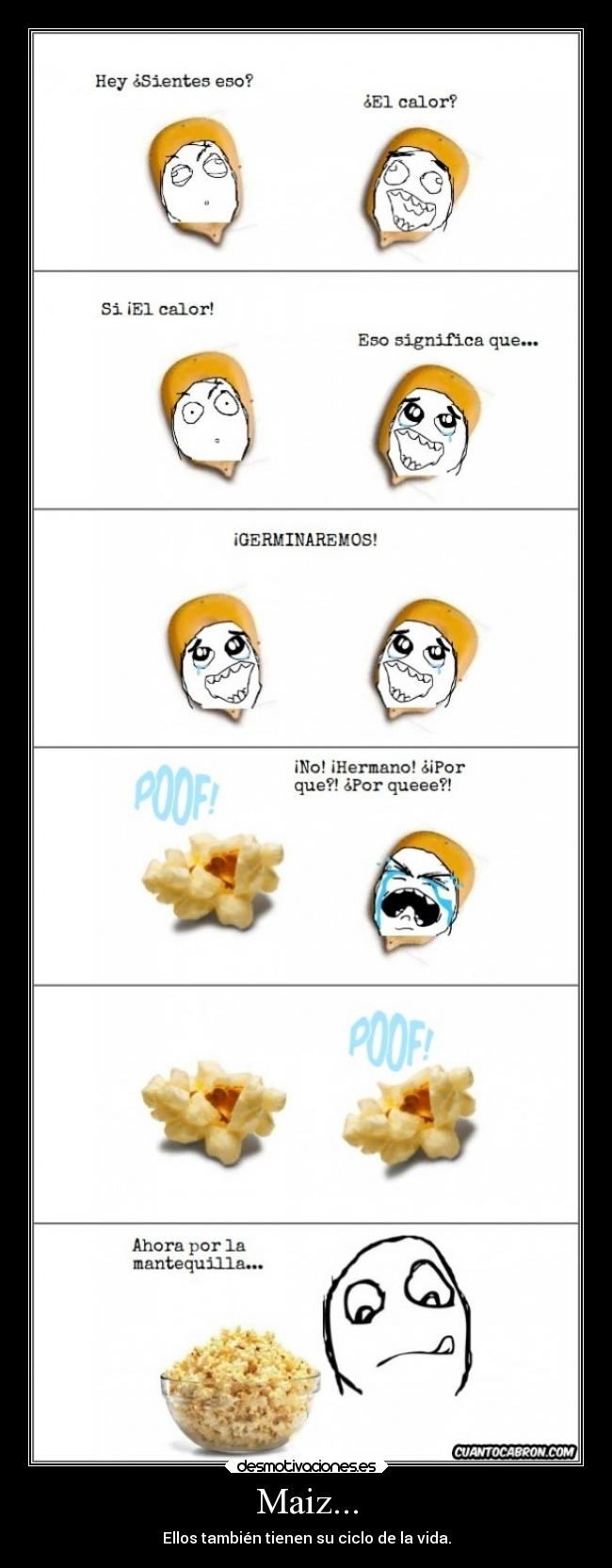 Maiz... - Ellos también tienen su ciclo de la vida.