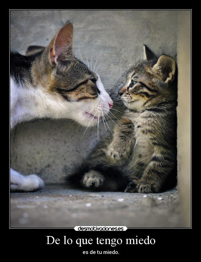 carteles miedo alma gatos miedo desmotivaciones rorschachdewatchmen temores verdugo desmotivaciones