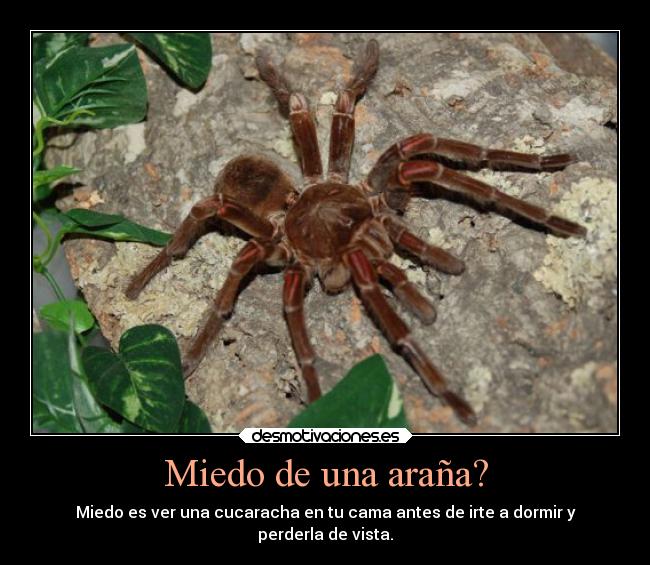 carteles miedo miedo animales aranas ver cucarachas desmotivaciones