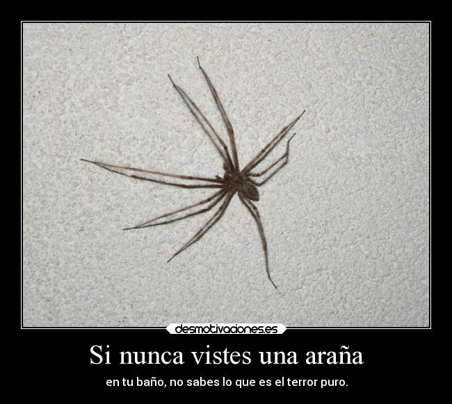 Si nunca vistes una araña -