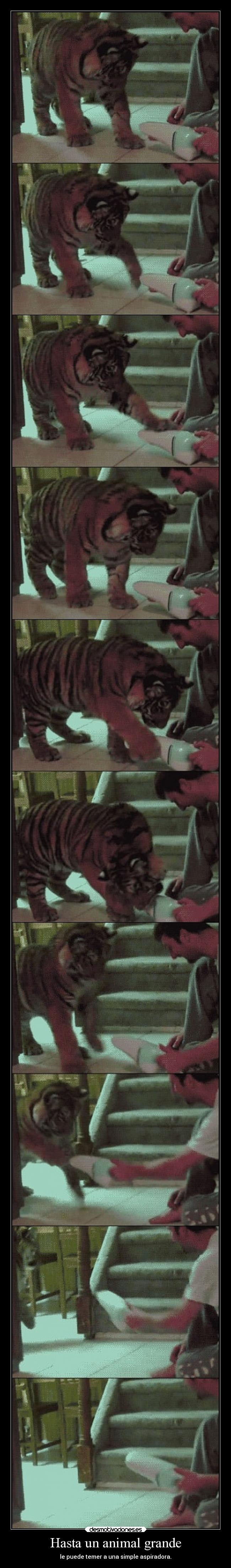 Hasta un animal grande - le puede temer a una simple aspiradora.