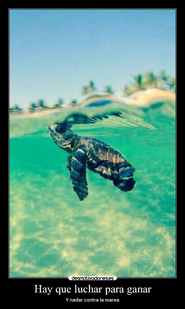 Hay que luchar para ganar - Y nadar contra la marea
