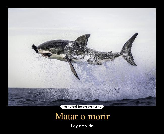 Matar o morir - Ley de vida