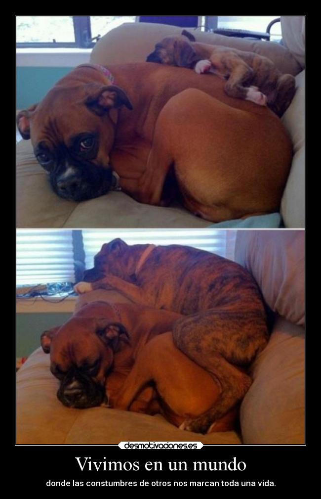 Vivimos en un mundo - 