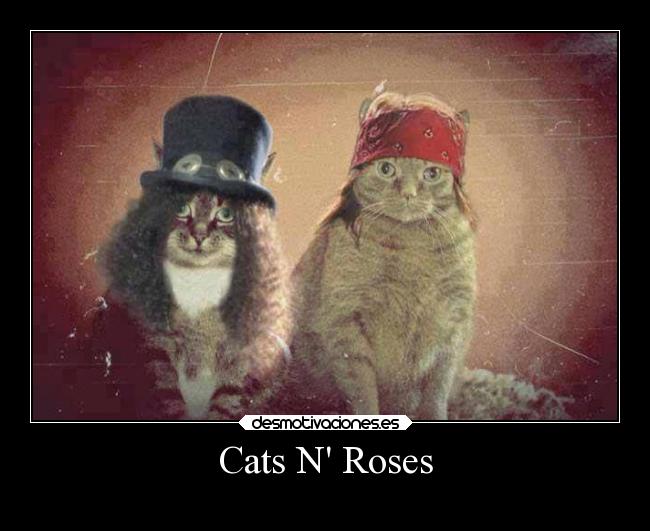 Cats N Roses -