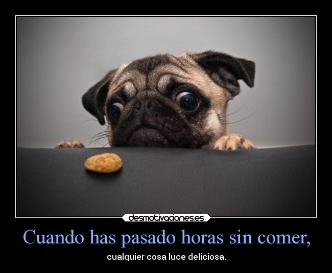 carteles pasado comida animales desmotivaciones