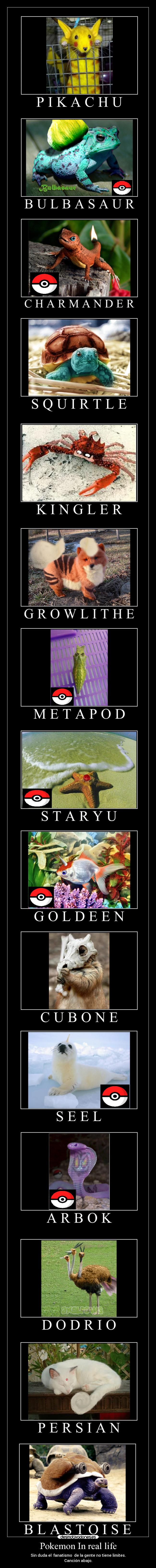 Pokemon In real life - 