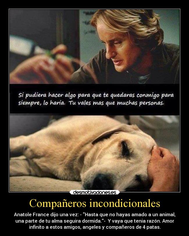 Compañeros incondicionales -