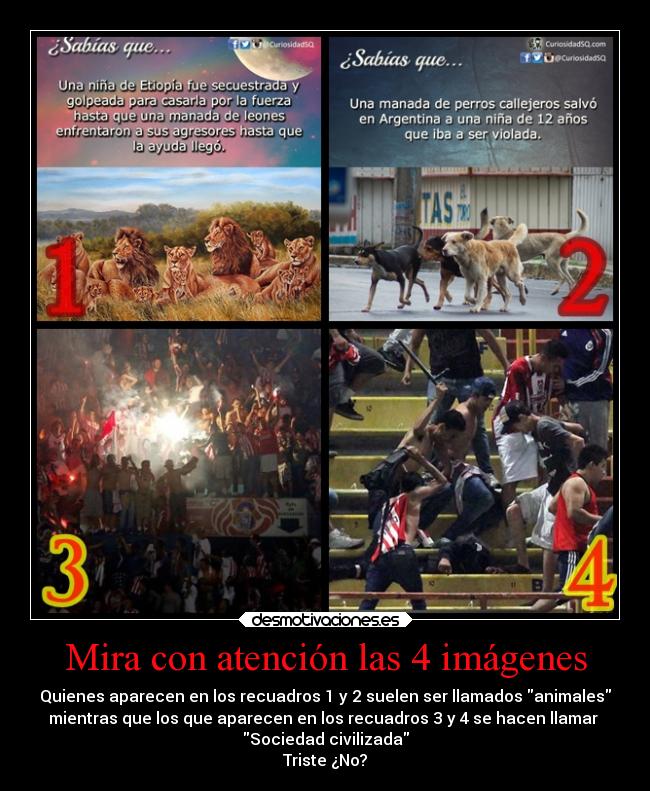 Mira con atención las 4 imágenes - Quienes aparecen en los recuadros 1 y 2 suelen ser llamados animales
mientras que los que aparecen en los recuadros 3 y 4 se hacen llamar
Sociedad civilizada
Triste ¿No?
