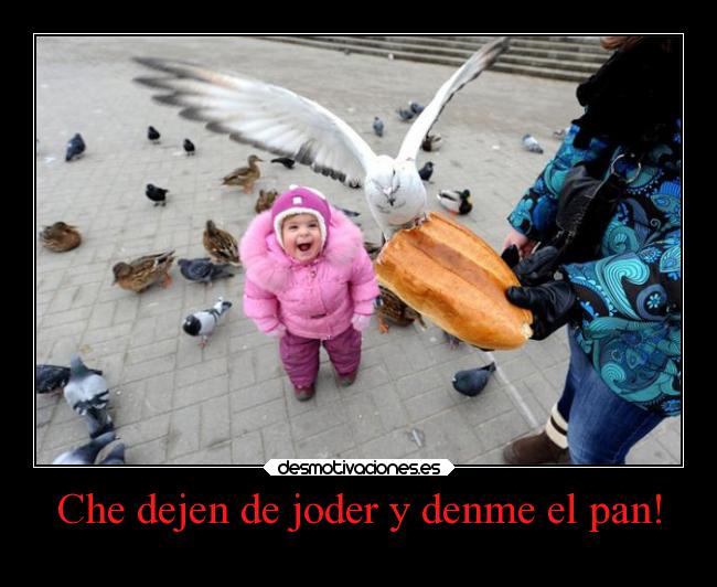 carteles sonrisa animales graciosas ideas humor palomas desmotivaciones