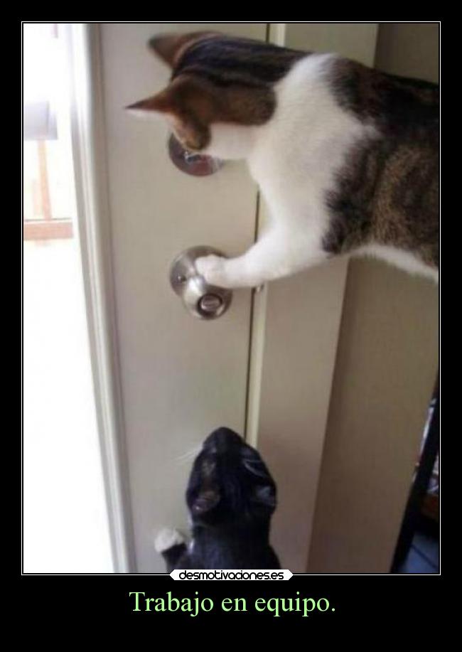 Trabajo en equipo. -