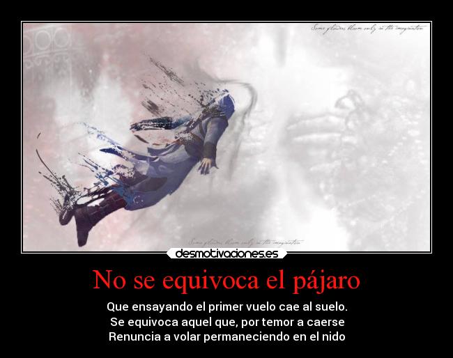 No se equivoca el pájaro -