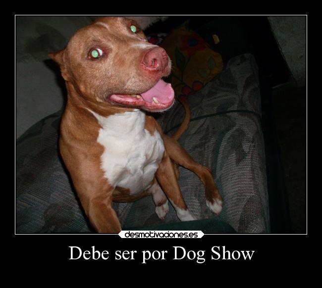 Debe ser por Dog Show - 