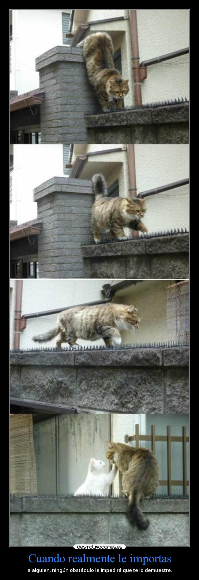 Cuando realmente le importas -