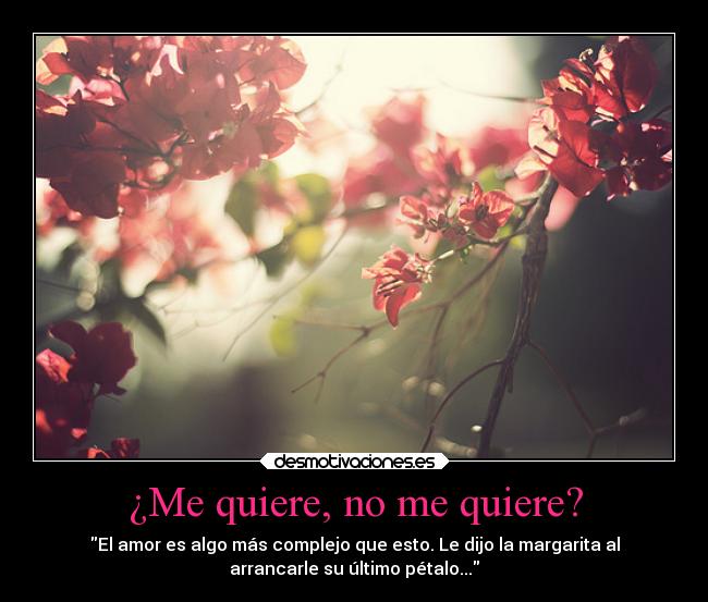 carteles amor margaritas poesia flores preguntas desmotivaciones