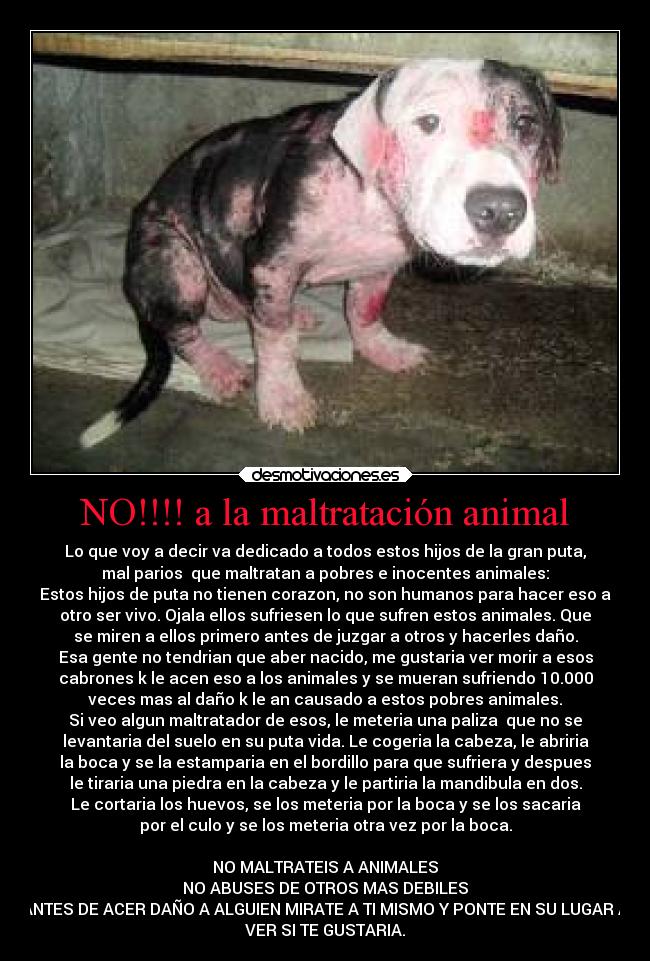 NO!!!! a la maltratación animal - Lo que voy a decir va dedicado a todos estos hijos de la gran puta,
mal parios que maltratan a pobres e inocentes animales:
Estos hijos de puta no tienen corazon, no son humanos para hacer eso a
otro ser vivo. Ojala ellos sufriesen lo que sufren estos animales. Que
se miren a ellos primero antes de juzgar a otros y hacerles daño.
Esa gente no tendrian que aber nacido, me gustaria ver morir a esos
cabrones k le acen eso a los animales y se mueran sufriendo 10.000
veces mas al daño k le an causado a estos pobres animales.
Si veo algun maltratador de esos, le meteria una paliza que no se
levantaria del suelo en su puta vida. Le cogeria la cabeza, le abriria
la boca y se la estamparia en el bordillo para que sufriera y despues
le tiraria una piedra en la cabeza y le partiria la mandibula en dos.
Le cortaria los huevos, se los meteria por la boca y se los sacaria
por el culo y se los meteria otra vez por la boca.
NO MALTRATEIS A ANIMALES
NO ABUSES DE OTROS MAS DEBILES
ANTES DE ACER DAÑO A ALGUIEN MIRATE A TI MISMO Y PONTE EN SU LUGAR A
VER SI TE GUSTARIA.