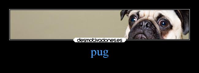 pug -