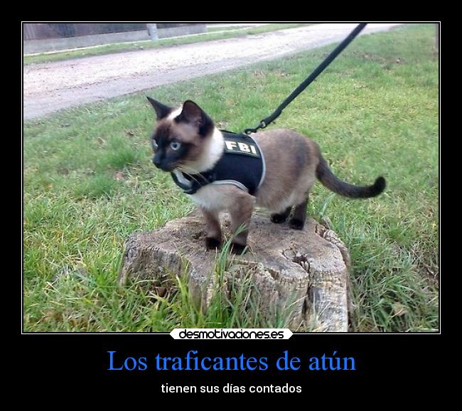 carteles animales gato policia atun fuente jaidefinichon desmotivaciones