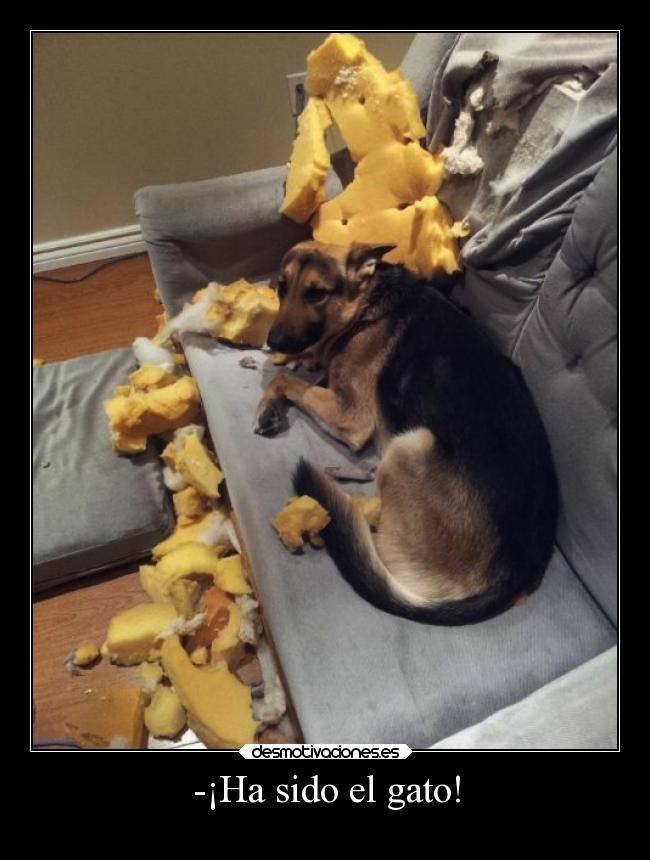-¡Ha sido el gato! - 