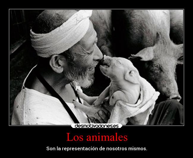 carteles animales historia pasado mundo sociedad vida animales japon razahumana desmotivaciones