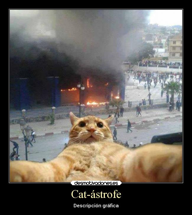 Cat-ástrofe -